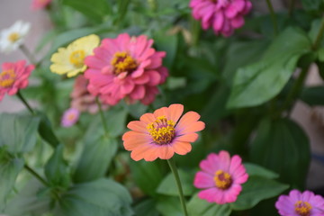 Zinnia flowers with blurred background.