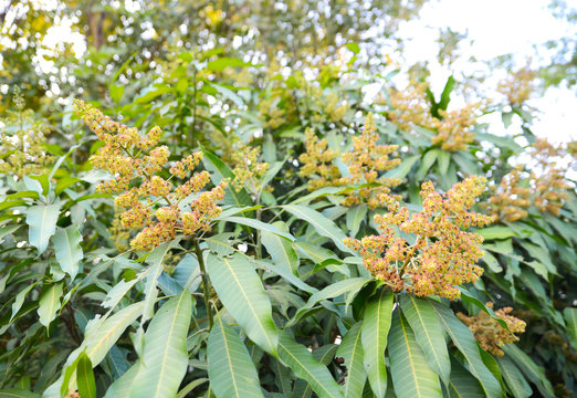 Mango flower, A branch of inflorescence mango flower.