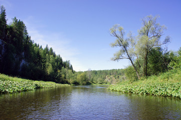 Fototapeta na wymiar Nature landscape. Calm river in green pine forest