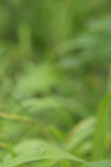 Defocused photo of fresh green grass. Spring background 