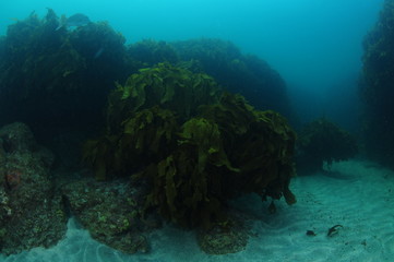 Fototapeta na wymiar Moody atmosphere in dark kelp forest and on sandy bottom around on overcast day.