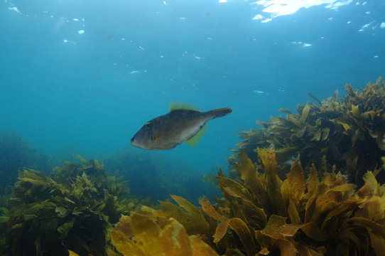 New Zealand triggerfish called leatherjacket Parika scaber swimming above fields of brown seaweed Ecklonia radiata.