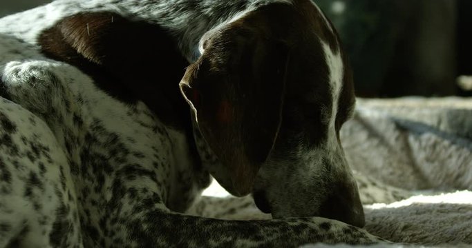 Older dog sractches head on leg as she wakes up from afternoon nap