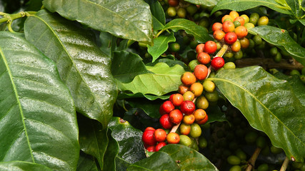 Coffee beans ripening on a tree
