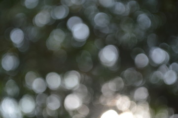 Obraz premium The bokeh of sunlight that shines through the leaves of the trees during the day time.