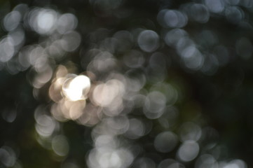 The bokeh of sunlight that shines through the leaves of the trees during the day time.