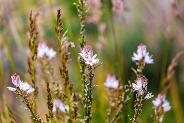 Italy, Sicily, Messina Province, Caronia. Wild flowers in a field near the medieval town of Caronia.