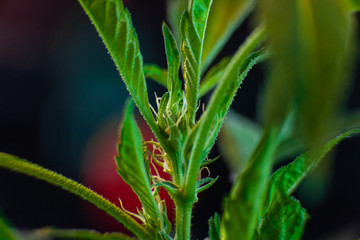 Selective focus closeup of small flower on a marijuana plant. Crystals and pistils visible on the leaf edges over the out of focus background.