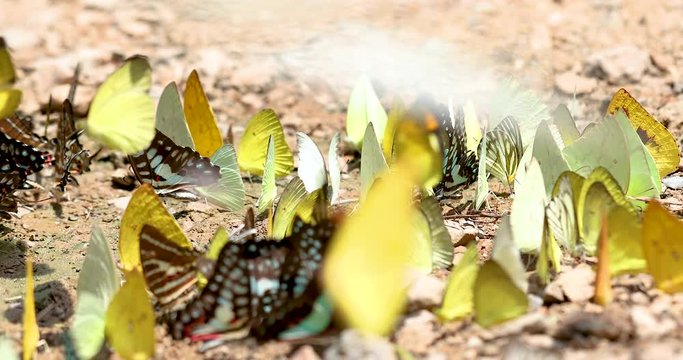 Group of butterflies puddling on the ground and flying in nature, Butterflies swarm eats minerals in Ban Krang Camp,Thailand