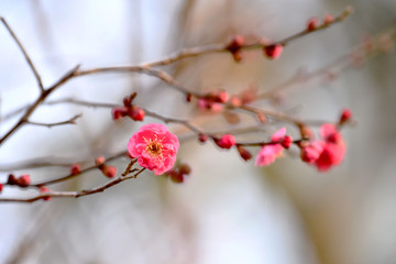 紅梅