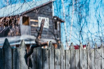 Tree branch grows through wooden fence.