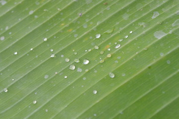 Morning dew on the surface of green banana leaves