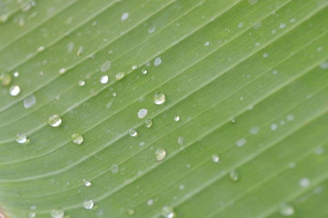 Morning dew on the surface of green banana leaves