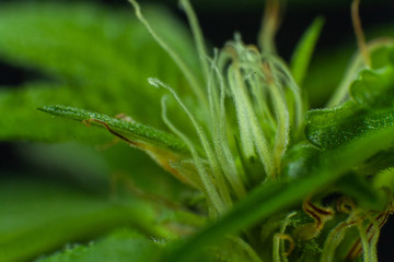 Selective focus closeup of pistils sprouting from a section of a cannabis plant. out of focus marijuana fan leaf splayed out in the blurry background.