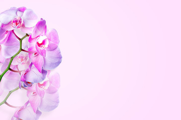 Orchid flowers on pink background with copy space. Spring background