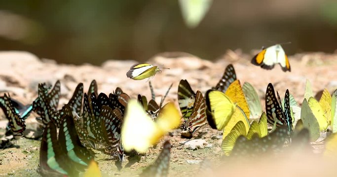 Group of butterflies puddling on the ground and flying in nature, Butterflies swarm eats minerals in Ban Krang Camp,Thailand