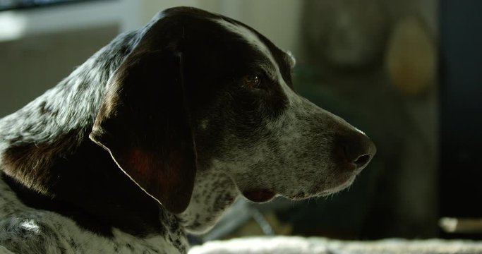 Side profile of GSP German shorthaired pointer dog relaxing in morning sun - slow motion