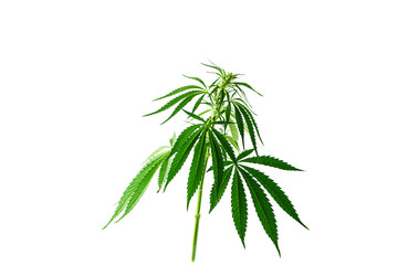 Fototapeta premium Plant branch hemp