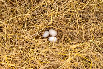 The duck eggs are on the straw after the ducks leave the eggs before looking for food.