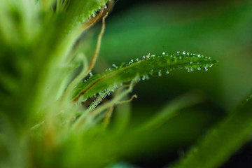 Extreme closeup of small cannabis leaf covered in glassy secreted crystals. Pistils sprout from the same area and are illuminated over the green background. 