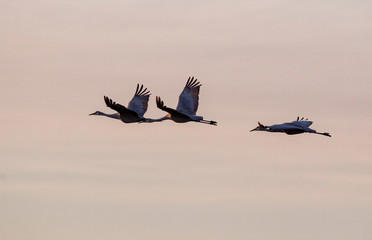 The sandhill crane flyiing over Galveston during sunrise, Texas, USA