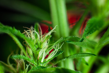 Extreme selective focus closeup of a small cannabis flower with many white pistils sprouting from the crystal covered leaves. Copy space above. 