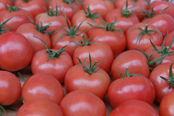 red tomatoes with green stalk. fresh tomatoes on the market