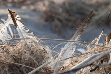 Seagull Feather Amongst Debris on the Beach