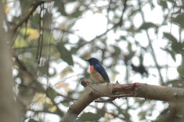 a male tickell's blue flycatcher (cyornis tickelliae) at chintamoni kar bird sanctuary in kolkata, west bengal in india
