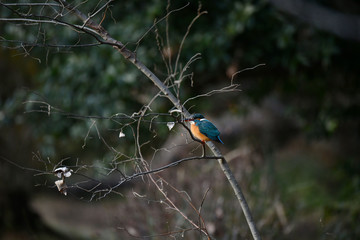 カワセミ（メス）