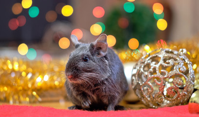 Squirrel degu sits on red and festive background