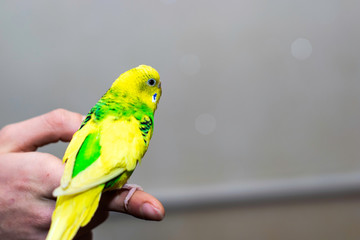 a yellow-green wavy parrot sits on the man s hand
