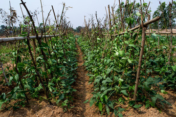 Fototapeta na wymiar Organic yardlong bean plant, yard long bean vine is growing around the branches.