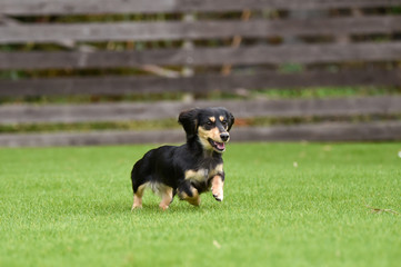 ミニチュアダックス