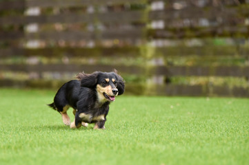 ミニチュアダックス