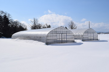 Fototapeta na wymiar 雪の中のビニールハウス