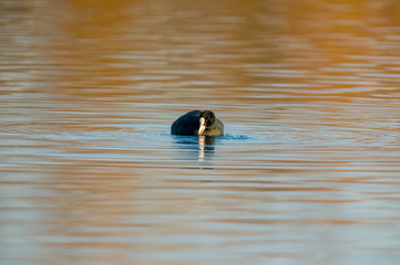 Birds in the water on the pond