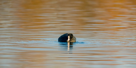 Birds in the water on the pond