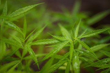 Growing marijuana seedlings Medical marijuana World Cannabis Day Concept