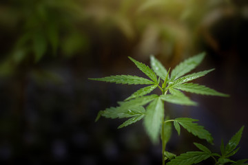 Growing marijuana seedlings Medical marijuana World Cannabis Day Concept