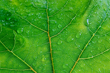 Close up of a grape leah with raindrops