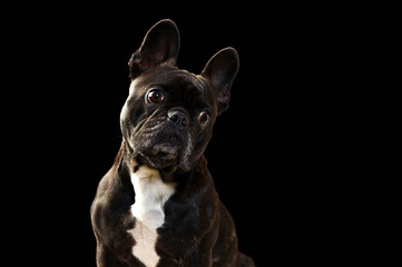 ボストンテリア