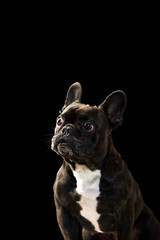 ボストンテリア