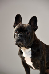 ボストンテリア