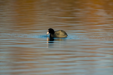 Birds in the water on the pond