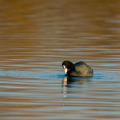 Birds in the water on the pond