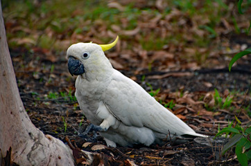 Cockatoo