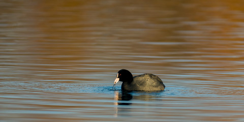 Birds in the water on the pond
