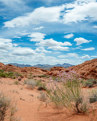 USA, Nevada, Clark County, Gold Butte National Monument. Pink plains beardtongue (Penstemon ambiguus subsp. laevissimus) is a perennial subshrub that grows in sandy soils.