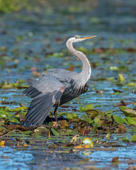 Great Blue Heron in flight